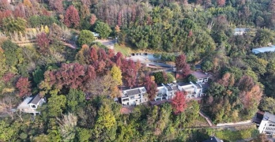 冬日枫景：江西大余的红叶与生态共生之美