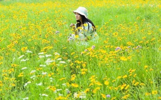 初夏醉美青山：探寻建设十路的花海世界