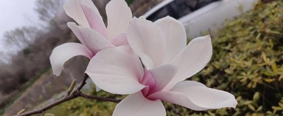 皎皎玉兰，不染凡尘
