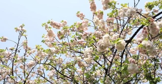 樱缘沫若·春日樱花中的文化探寻