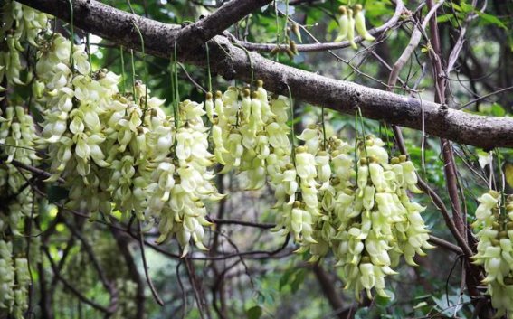走在春天的花路上，深圳的花海美不胜收