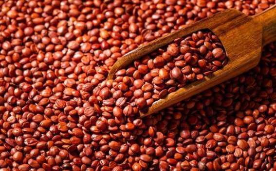 酸枣仁颗粒：温和安神，助眠的中医瑰宝