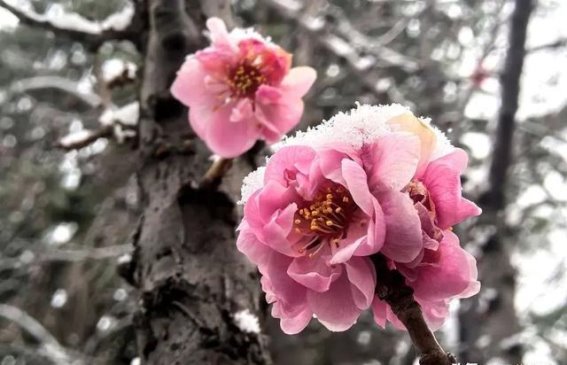 雪落在拉萨的春天，为她们送上最浪漫的祝福