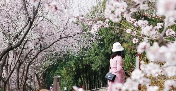 石景山春日赏花指南：与花共舞，感受春的气息