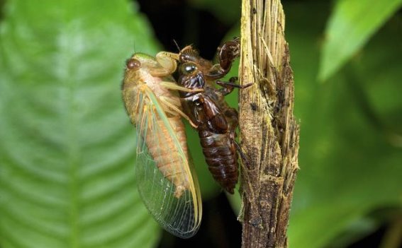 高尿酸患者如何看待蝉蛹：四大关键注意事项