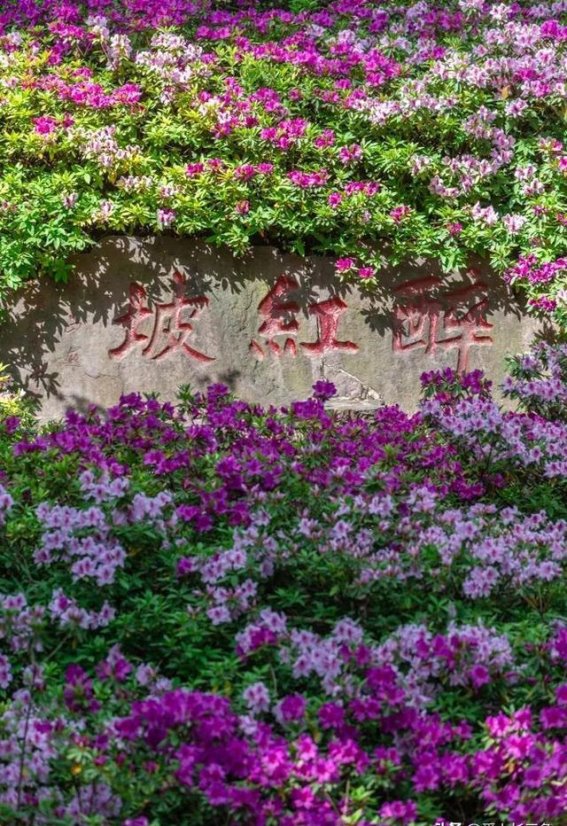 惠山古镇的魅力再现：杜鹃花与文化的交织