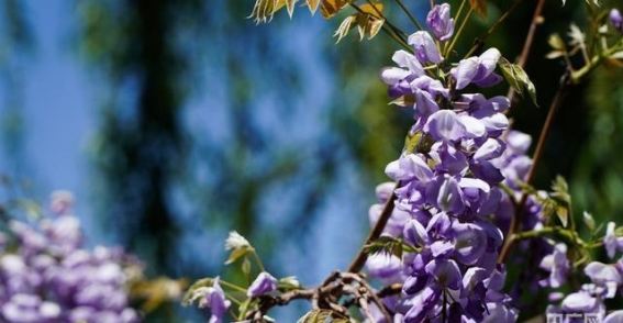 邂逅春日的莫奈花园——云南丰泽源植物园春游记