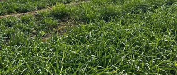 春季第一菜——韭菜的健康益处