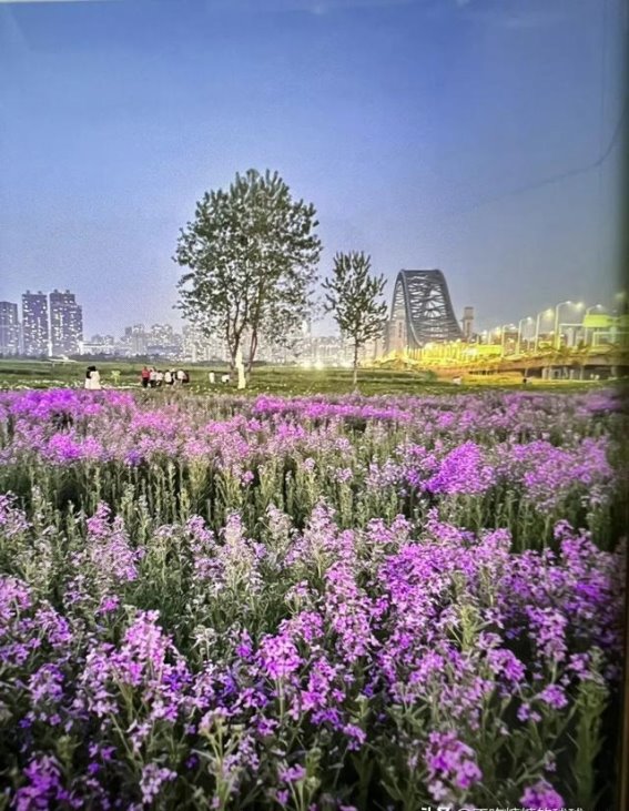 汉江湾花海：武汉春日的秘密花园
