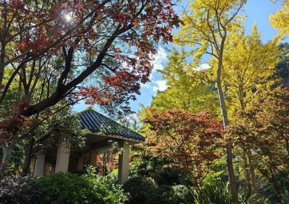 初冬禄劝：银杏金黄与枫叶火红的季节变奏