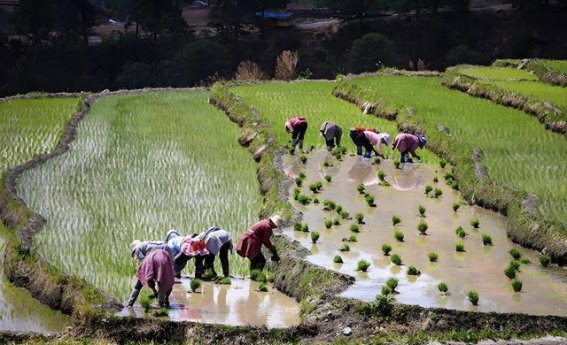 初夏的诗意时光：十首经典初夏诗词，探寻自然的美好