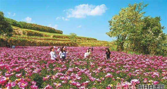 初夏赏花游玩盛宴——西和县土桥村芍药花绽放景象