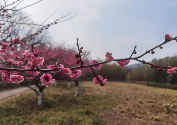 春日盛放，普陀山红梅迎春