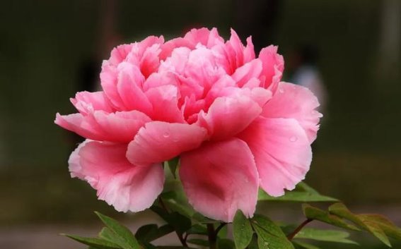 菏泽牡丹花海迎接游客的全新面貌