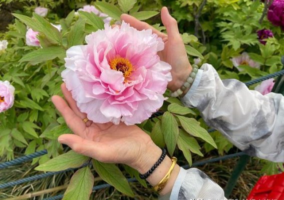 洛阳国花园的黑牡丹与花海魅力