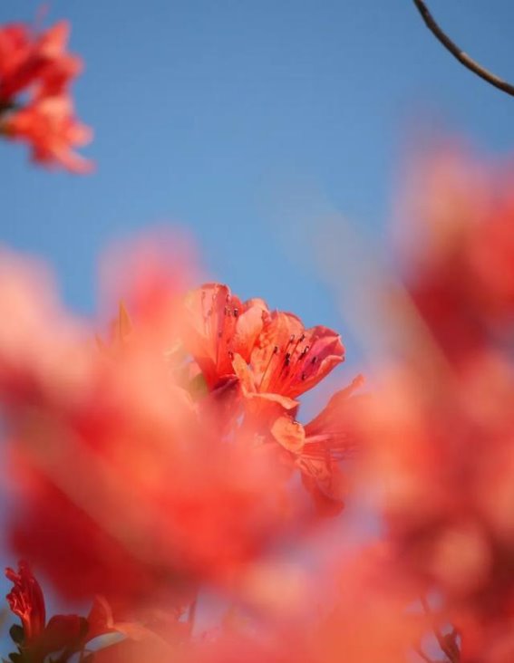 苍南杜鹃花海：春日里的红色波涛