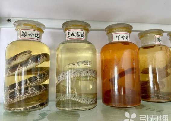 夏季蛇伤防治：预防与急救措施全解析