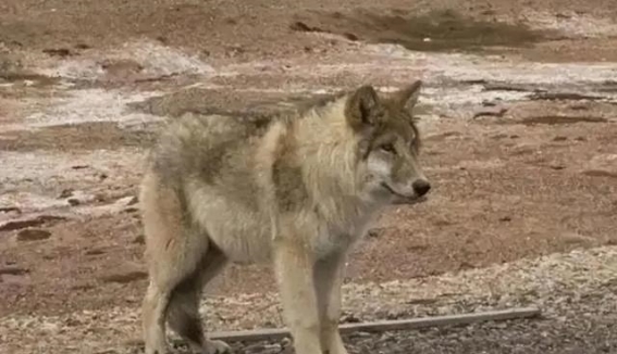 野生藏马熊的安全与生态隐忧