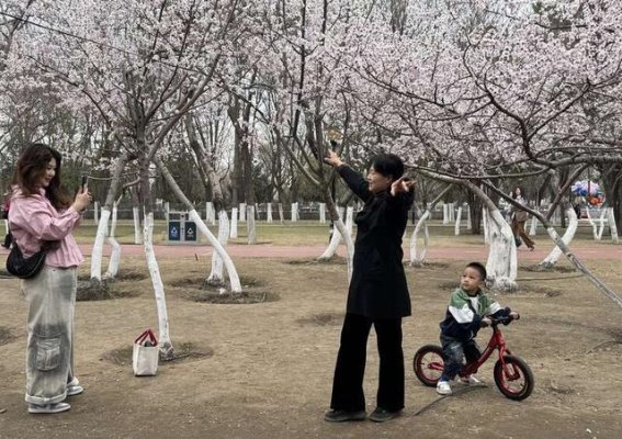 呼和浩特启动2025赏花季系列活动 打造春季文旅新IP