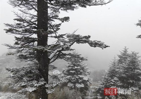 神农架秋雪初降：寒潮与白雪交织的山林梦境