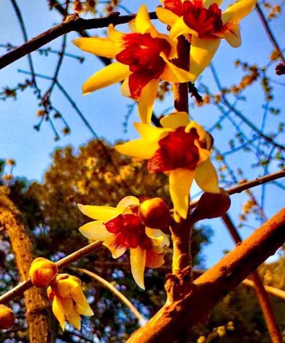 腊梅花开，灯火璀璨，西安冬日的温暖与期待