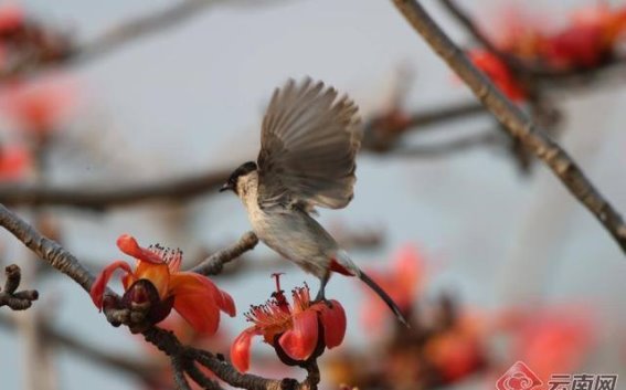 巍山春光：木棉花开，鸟语山野