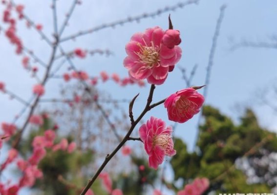 梅花迎春，早春的第一抹色彩