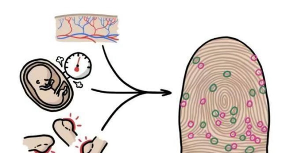 指纹与命运的关系：科学与民间信仰的碰撞