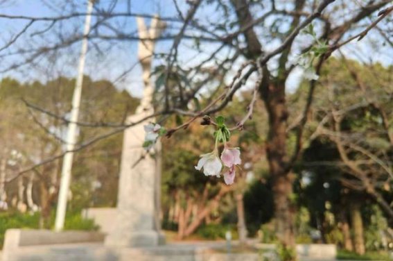 九月樱花：反思气候变化的警示