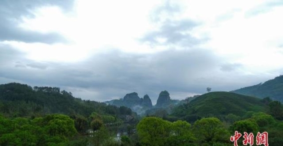 金骏眉：岁月沉淀与匠心独运的茶香传奇