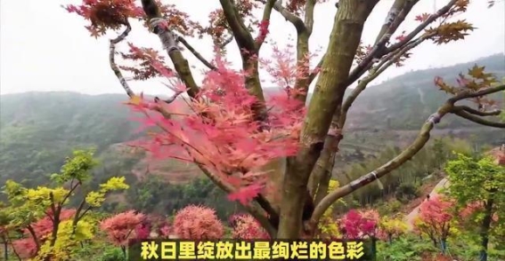 鹤峰秘境的奇妙探索