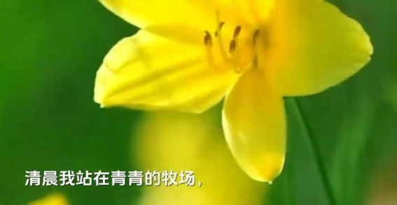 天路的传奇：一段视听的盛宴