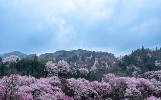 三四月赏花指南，13个绝美花海等你探访