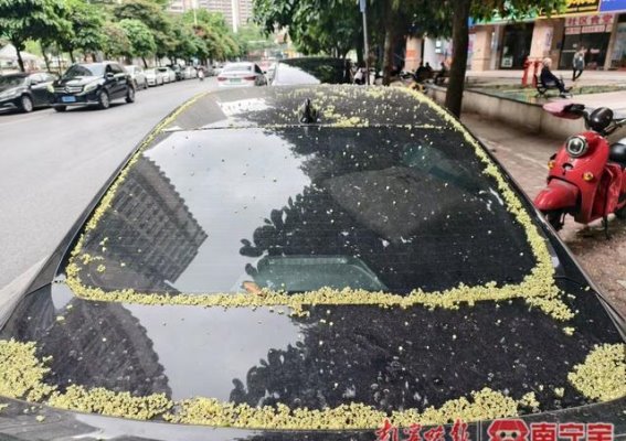 四月飘雪，浪漫春风中的苹婆花