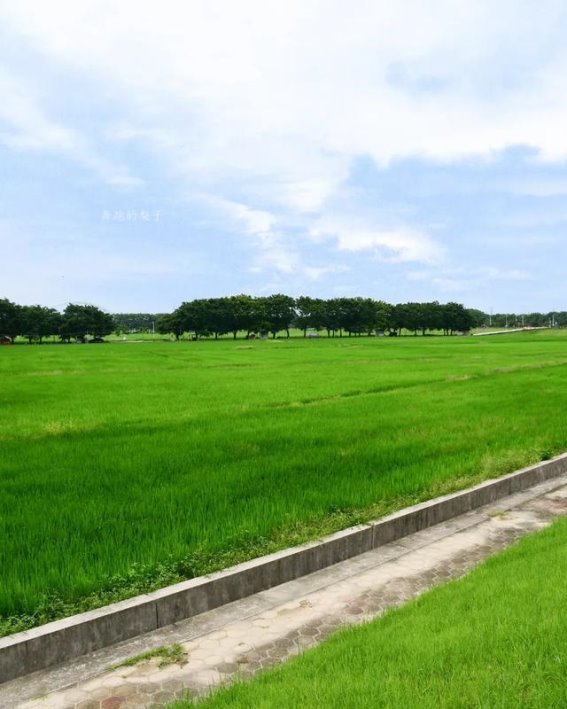 广州白云镇湖相思街的绿意稻田夏日秘境