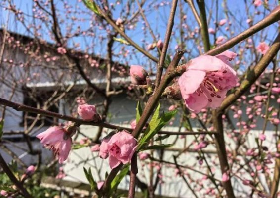 2025年龙泉驿桃花荟盛大启幕，春天的多彩盛宴等你来享