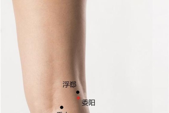 委阳穴：通畅腰臀经络、调节水液代谢的守护者
