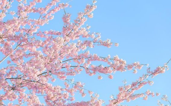 自家门口的樱花美景，杭州居民的春日特权