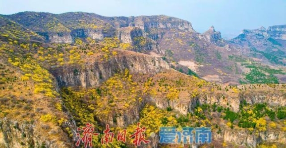 济南“小太行”现身，天帘山连翘花引领春日风华