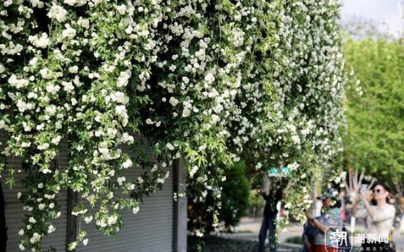 杭州信义坊木香花如瀑布般盛开，吸引市民游客纷至沓来