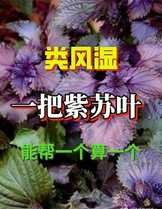 紫苏叶的神奇疗效：中医治疗风湿骨病的新选择