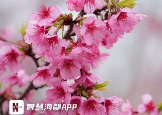 春日福州樱花盛景，探寻最美花海之旅
