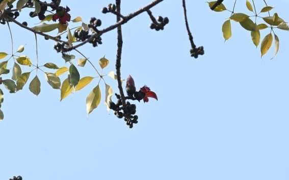 广州中山纪念堂双开木棉迎春，春光无限好