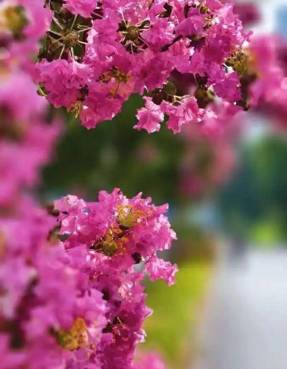 余杭街头紫薇花的盛宴：盛夏的最后一缕浪漫