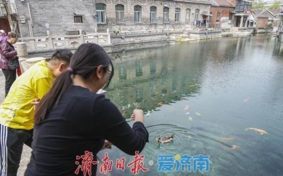 王府池子的春日访客——一对野鸭的悠然时光