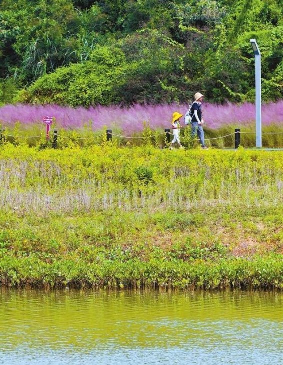 深圳粉黛乱子草花海：浪漫绽放的秋日乐章