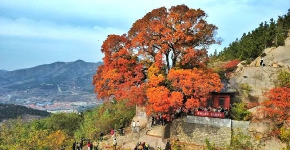 350年历史的“网红古树”——崂山元宝槭古树的魅力
