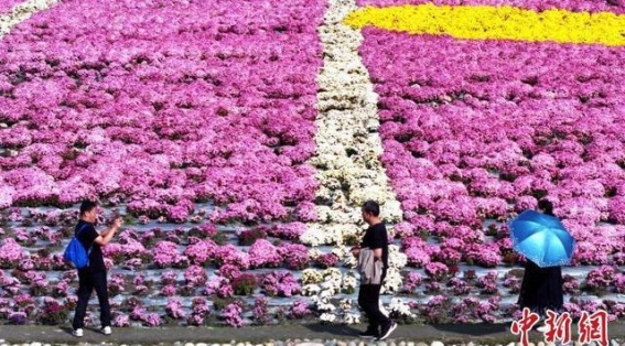 成都新津：菊花绽放引游人共赏秋韵