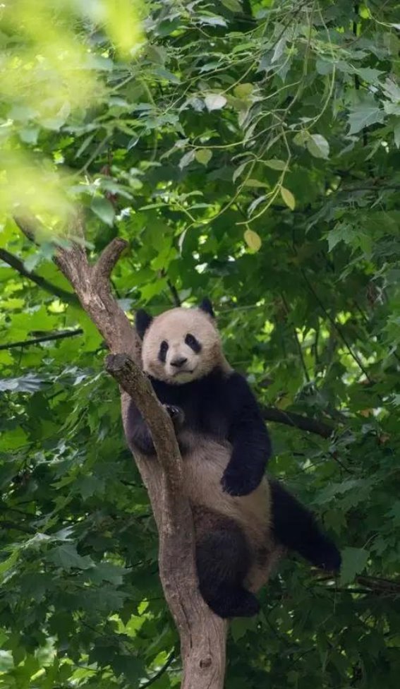 韩国市长请求中国赠送大熊猫？揭秘中国取消无偿赠送大熊猫背后的故事