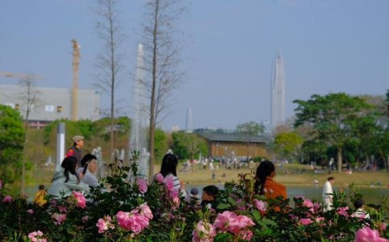 2025深圳春花集香蜜月季赏活动：春光中的月季盛宴